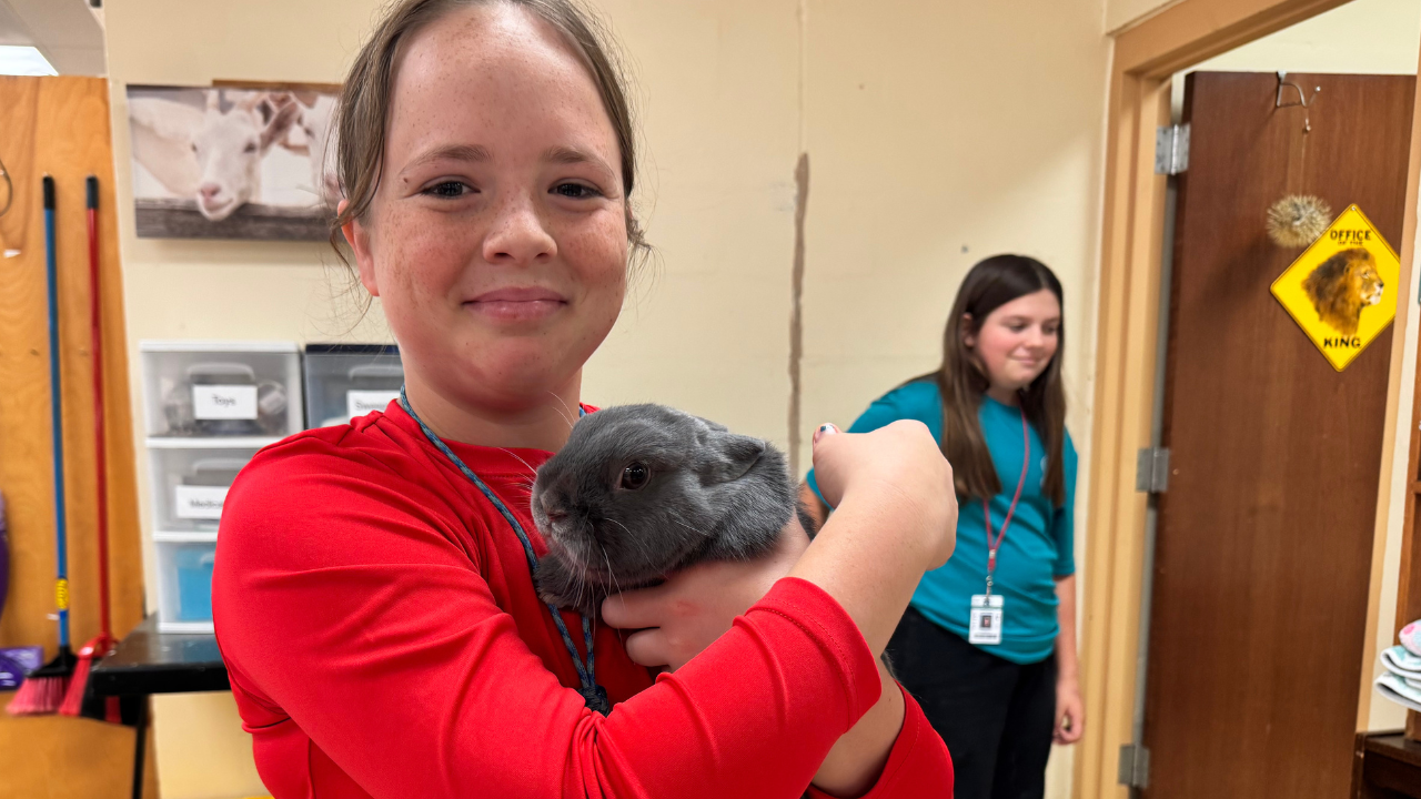  A veterinary student at an animal clinic, holding a grey bunny